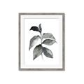 Picture of Black Watercolour Botanical II  _GroupedProduct_Rectangle_Portrait_Framed_Matted_