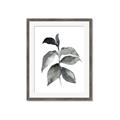 Picture of Black Watercolour Botanical II  _GroupedProduct_Rectangle_Portrait_Framed_Matted_