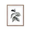 Picture of Black Watercolour Botanical II  _GroupedProduct_Rectangle_Portrait_Framed_Matted_