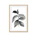 Picture of Black Watercolour Botanical II  _GroupedProduct_Rectangle_Portrait_Framed_Matted_