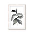 Picture of Black Watercolour Botanical II  _GroupedProduct_Rectangle_Portrait_Framed_Matted_