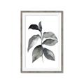 Picture of Black Watercolour Botanical II  _GroupedProduct_Rectangle_Portrait_Framed_Matted_