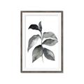 Picture of Black Watercolour Botanical II  _GroupedProduct_Rectangle_Portrait_Framed_Matted_