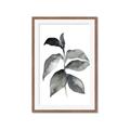 Picture of Black Watercolour Botanical II  _GroupedProduct_Rectangle_Portrait_Framed_Matted_