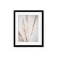 Picture of Whispy Pampas _GroupedProduct_Rectangle_Portrait_Photography _GroupedProduct_Rectangle_Portrait_Framed_Matted_