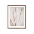 Picture of Whispy Pampas _GroupedProduct_Rectangle_Portrait_Photography _GroupedProduct_Rectangle_Portrait_Framed_Matted_