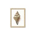 Picture of Sea Shell I _GroupedProduct_Rectangle_Portrait_Framed_Matted_