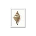 Picture of Sea Shell I _GroupedProduct_Rectangle_Portrait_Framed_Matted_