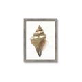 Picture of Sea Shell I _GroupedProduct_Rectangle_Portrait_Framed_Matted_