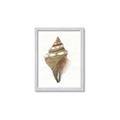 Picture of Sea Shell I _GroupedProduct_Rectangle_Portrait_Framed_Matted_