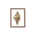 Picture of Sea Shell I _GroupedProduct_Rectangle_Portrait_Framed_Matted_