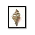 Picture of Sea Shell I _GroupedProduct_Rectangle_Portrait_Framed_Matted_