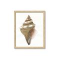 Picture of Sea Shell I _GroupedProduct_Rectangle_Portrait_Framed_Matted_
