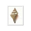 Picture of Sea Shell I _GroupedProduct_Rectangle_Portrait_Framed_Matted_