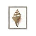 Picture of Sea Shell I _GroupedProduct_Rectangle_Portrait_Framed_Matted_