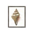 Picture of Sea Shell I _GroupedProduct_Rectangle_Portrait_Framed_Matted_