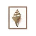 Picture of Sea Shell I _GroupedProduct_Rectangle_Portrait_Framed_Matted_