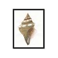 Picture of Sea Shell I _GroupedProduct_Rectangle_Portrait_Framed_Matted_
