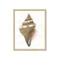 Picture of Sea Shell I _GroupedProduct_Rectangle_Portrait_Framed_Matted_