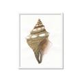 Picture of Sea Shell I _GroupedProduct_Rectangle_Portrait_Framed_Matted_