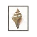 Picture of Sea Shell I _GroupedProduct_Rectangle_Portrait_Framed_Matted_