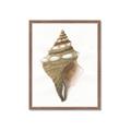 Picture of Sea Shell I _GroupedProduct_Rectangle_Portrait_Framed_Matted_