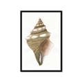 Picture of Sea Shell I _GroupedProduct_Rectangle_Portrait_Framed_Matted_