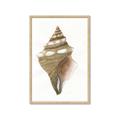 Picture of Sea Shell I _GroupedProduct_Rectangle_Portrait_Framed_Matted_