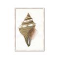Picture of Sea Shell I _GroupedProduct_Rectangle_Portrait_Framed_Matted_