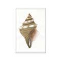 Picture of Sea Shell I _GroupedProduct_Rectangle_Portrait_Framed_Matted_