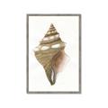Picture of Sea Shell I _GroupedProduct_Rectangle_Portrait_Framed_Matted_