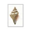 Picture of Sea Shell I _GroupedProduct_Rectangle_Portrait_Framed_Matted_