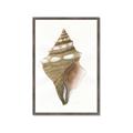 Picture of Sea Shell I _GroupedProduct_Rectangle_Portrait_Framed_Matted_