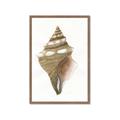 Picture of Sea Shell I _GroupedProduct_Rectangle_Portrait_Framed_Matted_