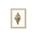 Picture of Sea Shell I _GroupedProduct_Rectangle_Portrait_Framed_Matted_