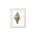 Picture of Sea Shell I _GroupedProduct_Rectangle_Portrait_Framed_Matted_