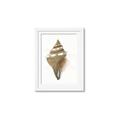 Picture of Sea Shell I _GroupedProduct_Rectangle_Portrait_Framed_Matted_