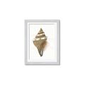 Picture of Sea Shell I _GroupedProduct_Rectangle_Portrait_Framed_Matted_