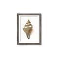 Picture of Sea Shell I _GroupedProduct_Rectangle_Portrait_Framed_Matted_