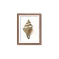 Picture of Sea Shell I _GroupedProduct_Rectangle_Portrait_Framed_Matted_