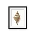 Picture of Sea Shell I _GroupedProduct_Rectangle_Portrait_Framed_Matted_