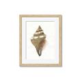 Picture of Sea Shell I _GroupedProduct_Rectangle_Portrait_Framed_Matted_