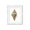 Picture of Sea Shell I _GroupedProduct_Rectangle_Portrait_Framed_Matted_