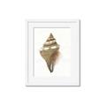 Picture of Sea Shell I _GroupedProduct_Rectangle_Portrait_Framed_Matted_