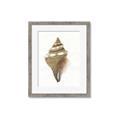 Picture of Sea Shell I _GroupedProduct_Rectangle_Portrait_Framed_Matted_