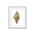 Picture of Sea Shell I _GroupedProduct_Rectangle_Portrait_Framed_Matted_