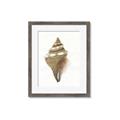 Picture of Sea Shell I _GroupedProduct_Rectangle_Portrait_Framed_Matted_