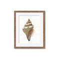 Picture of Sea Shell I _GroupedProduct_Rectangle_Portrait_Framed_Matted_