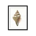Picture of Sea Shell I _GroupedProduct_Rectangle_Portrait_Framed_Matted_