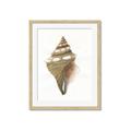 Picture of Sea Shell I _GroupedProduct_Rectangle_Portrait_Framed_Matted_